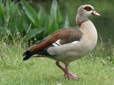 9-Nilgans-055.jpg